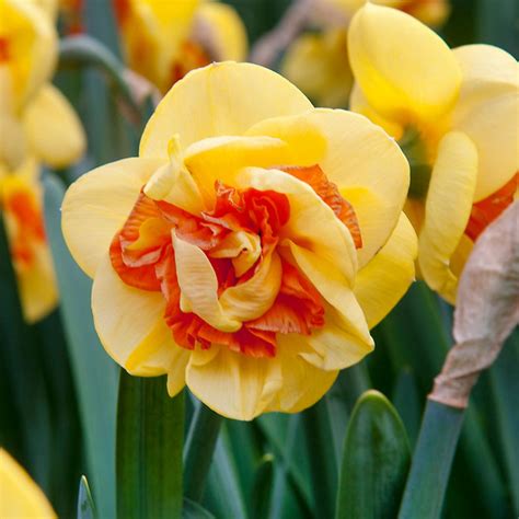 kiwi sunset daffodil|Buy Kiwi Sunset Daffodil 